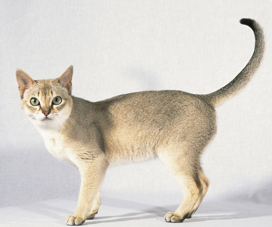 Сингапурская кошка котята
