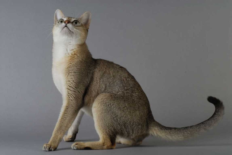 Сингапурская кошка