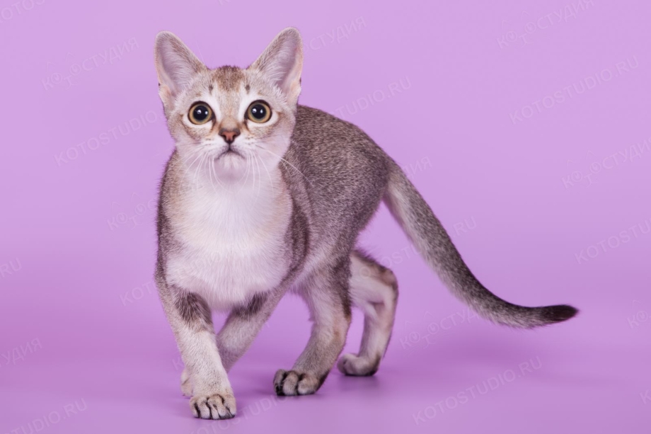 Сингапурская кошка серая