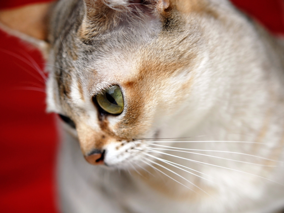 Сингапурская кошка серая