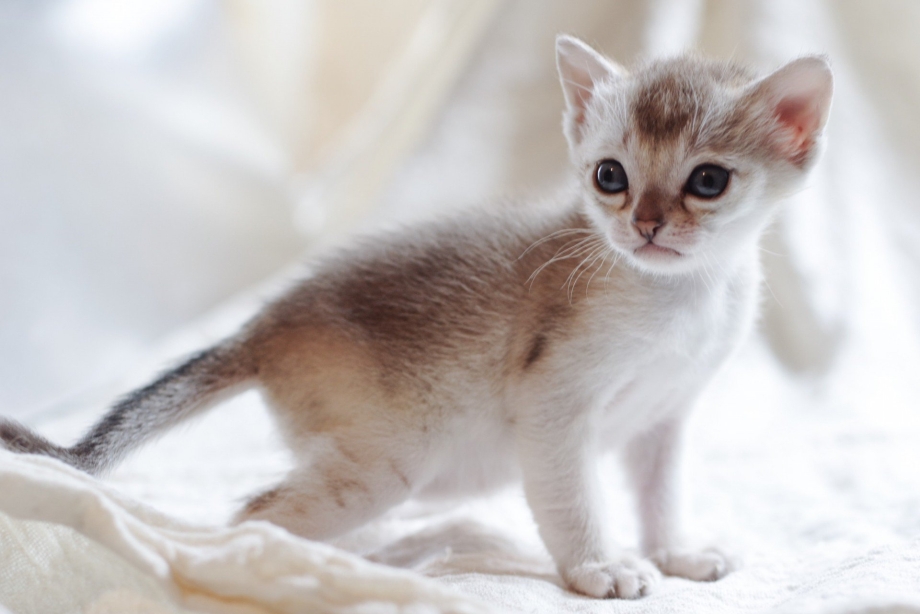 Сингапурская кошка полосатая