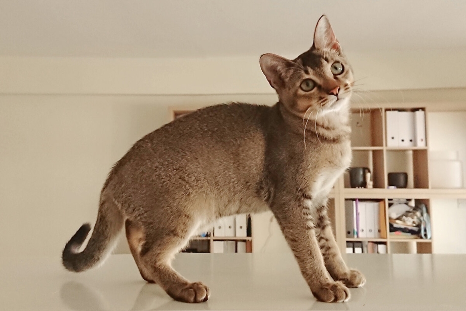 Сингапурская кошка питомник