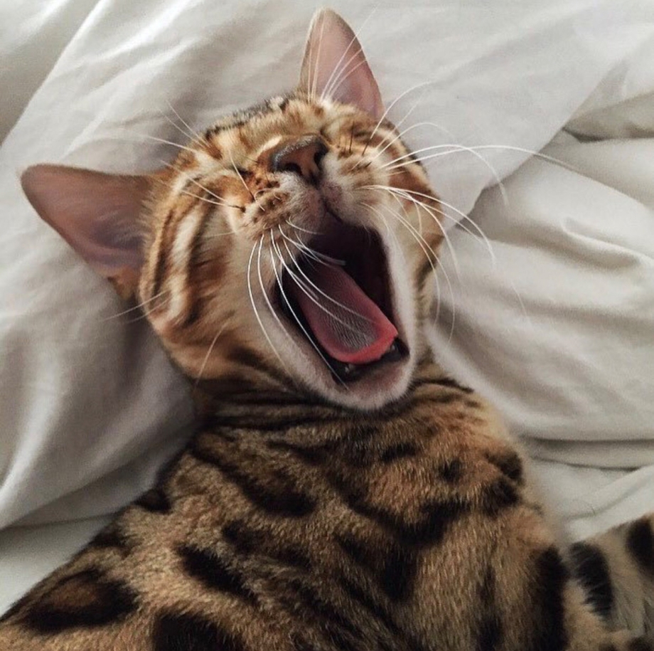 Котята в обнимку