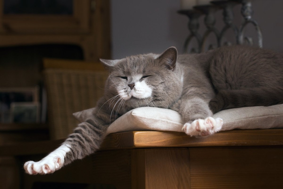 Кот проснулся