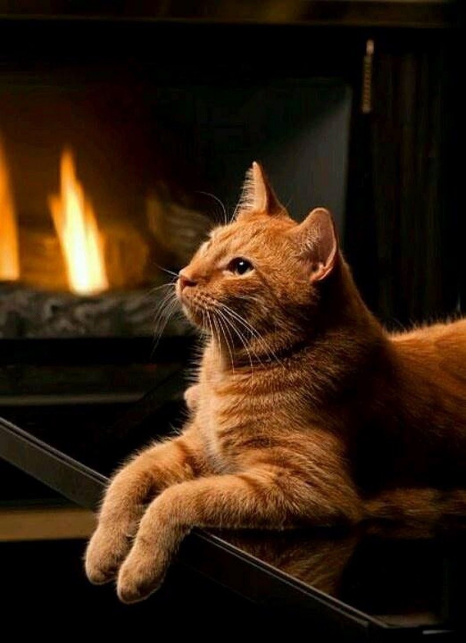 Игривая кошка