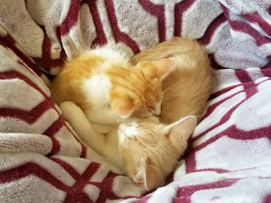 Котенок проснулся