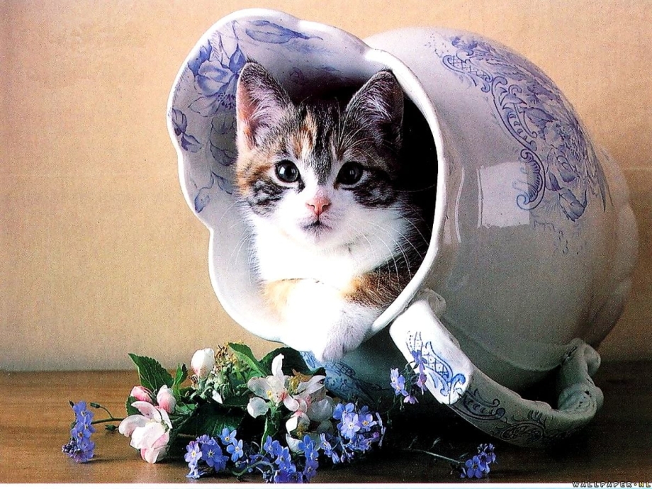 Сладких снов котенок