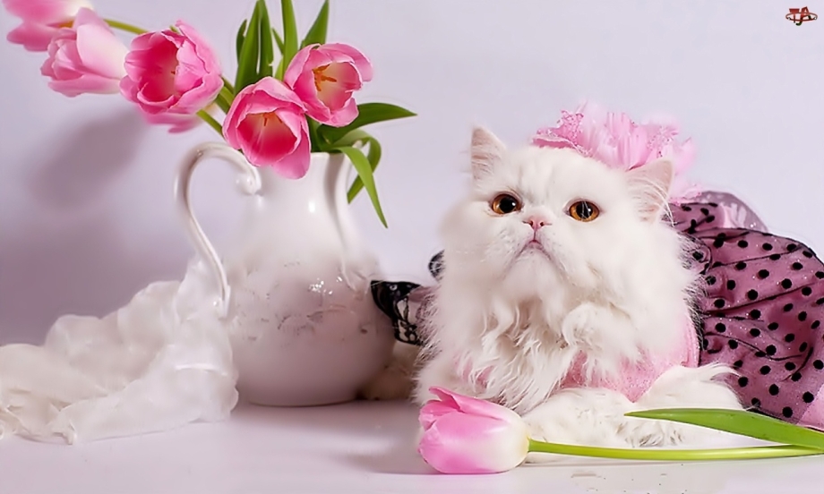 Кошка ночью