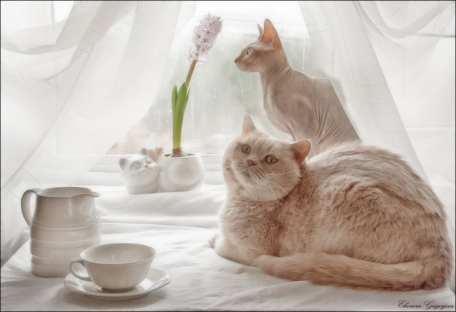 Настроение котов