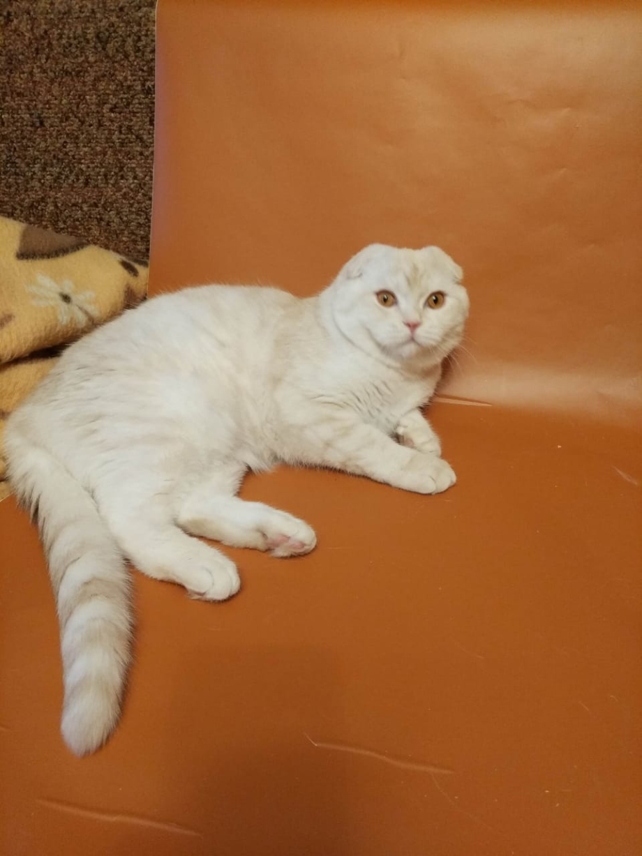 Шотландский вислоухий кот редкого окраса