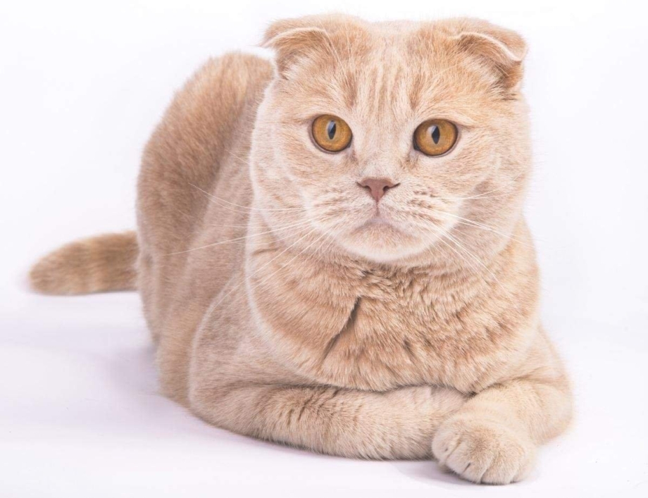 Шотландский скоттиш фолд персиковый