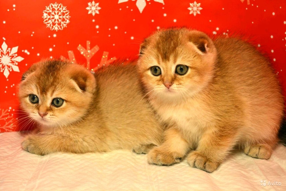 Британский короткошерстный палевый