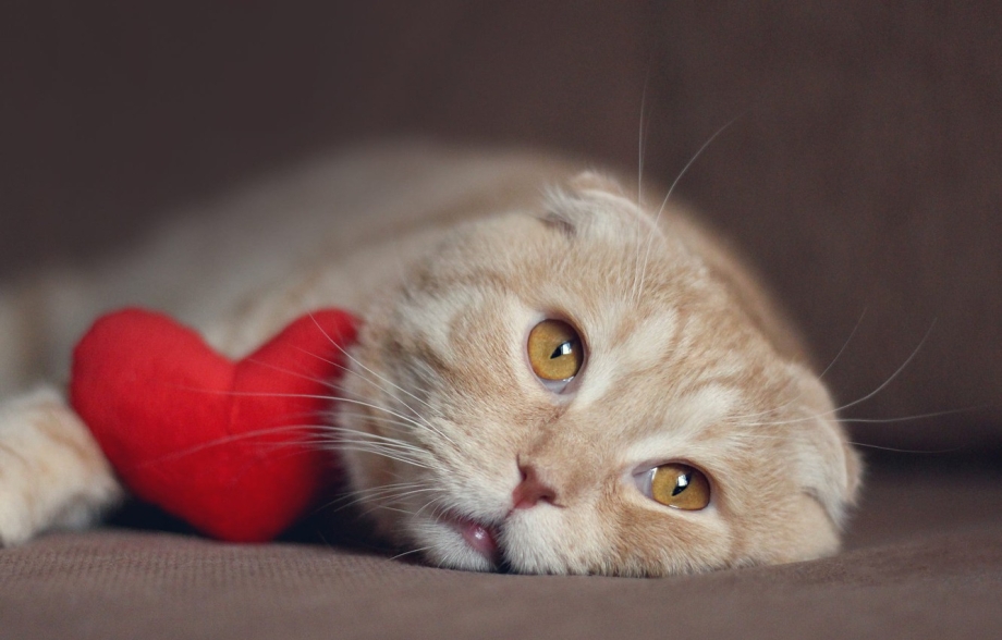 Вислоухий кот обои