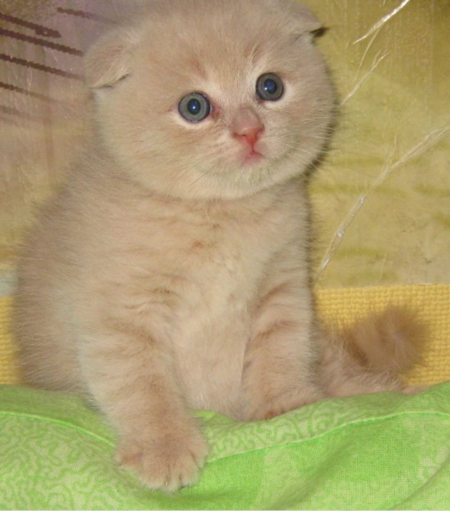 Скоттиш фолд бежевый