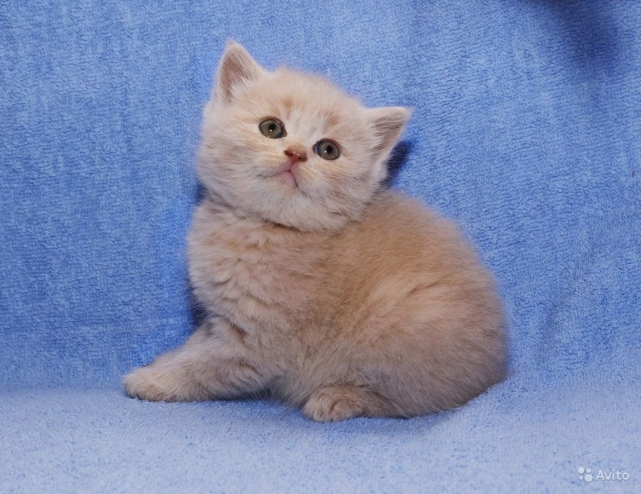 Шотландский скоттиш страйт персиковый
