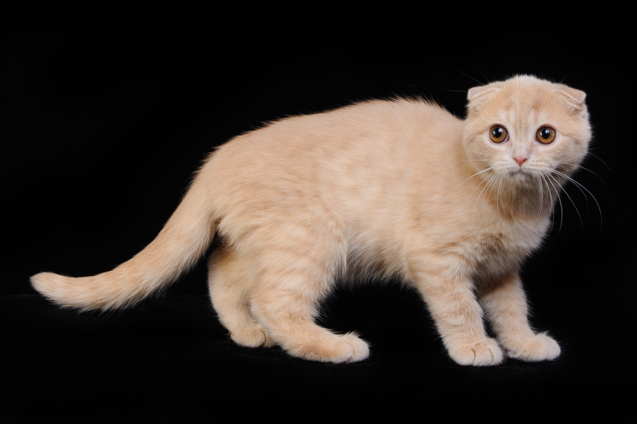 Котенок персиковый скоттиш фолд