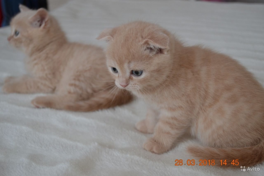 Вислоухая кошка скоттиш фолд