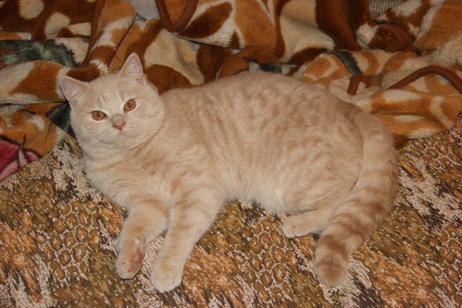 Шотландский скоттиш страйт персиковый