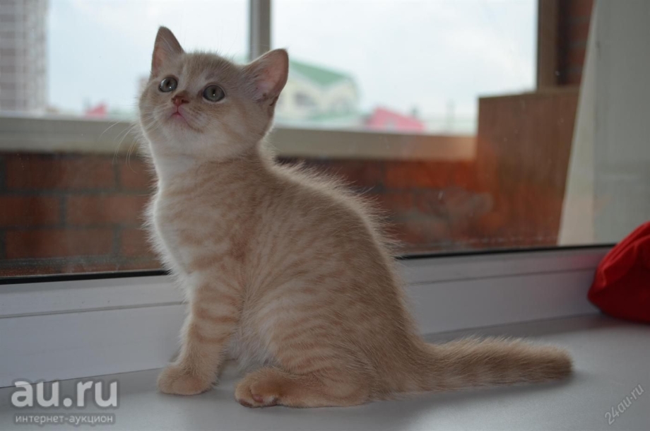 Шотландская вислоухая кошка ред Пойнт