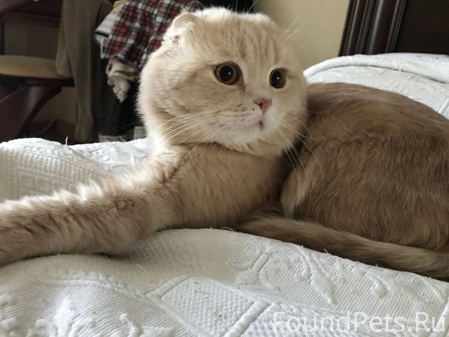 Хайленд фолд рыжий