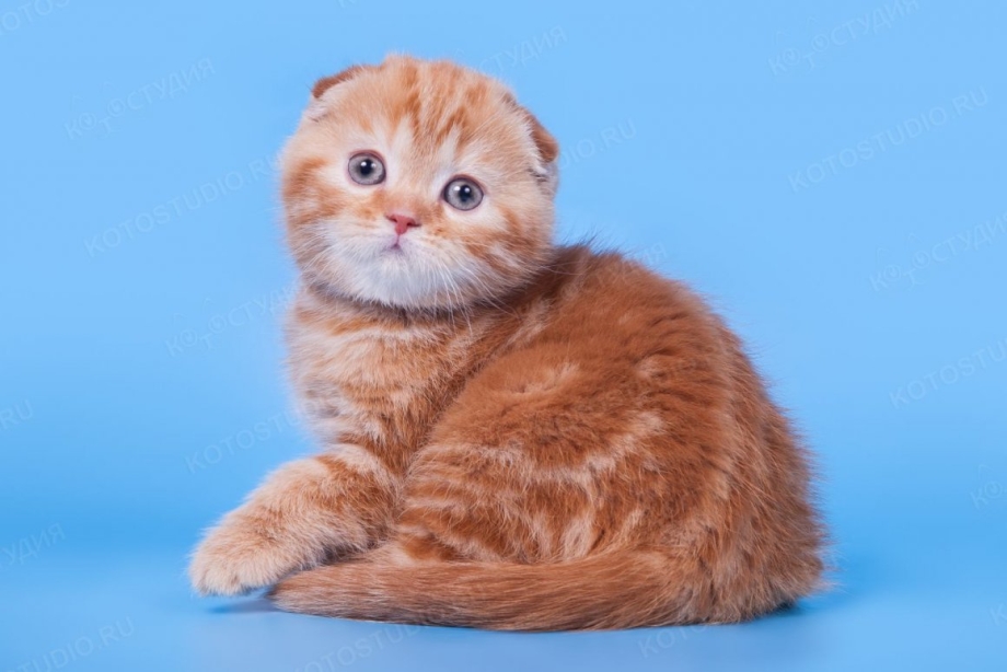 Скоттиш фолд кремовый