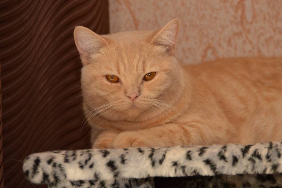 Шотландская вислоухая кошка