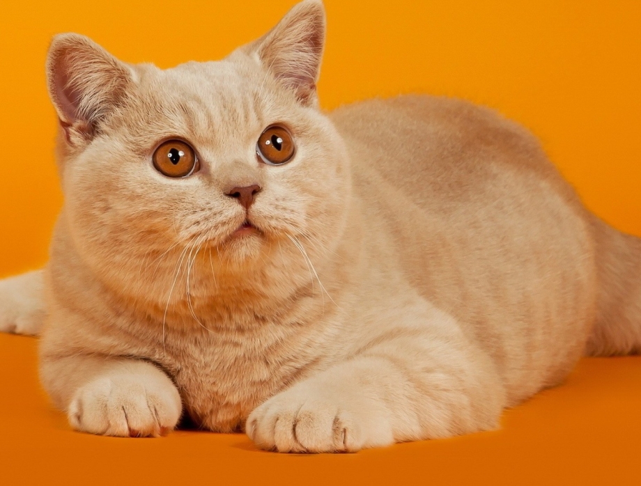 Персиковый британец котенок