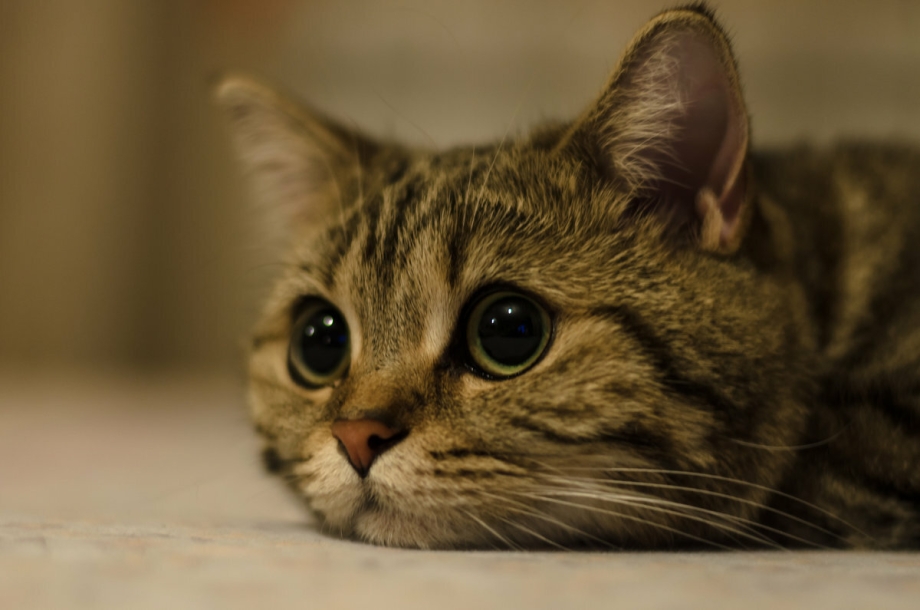 Грустная кошечка