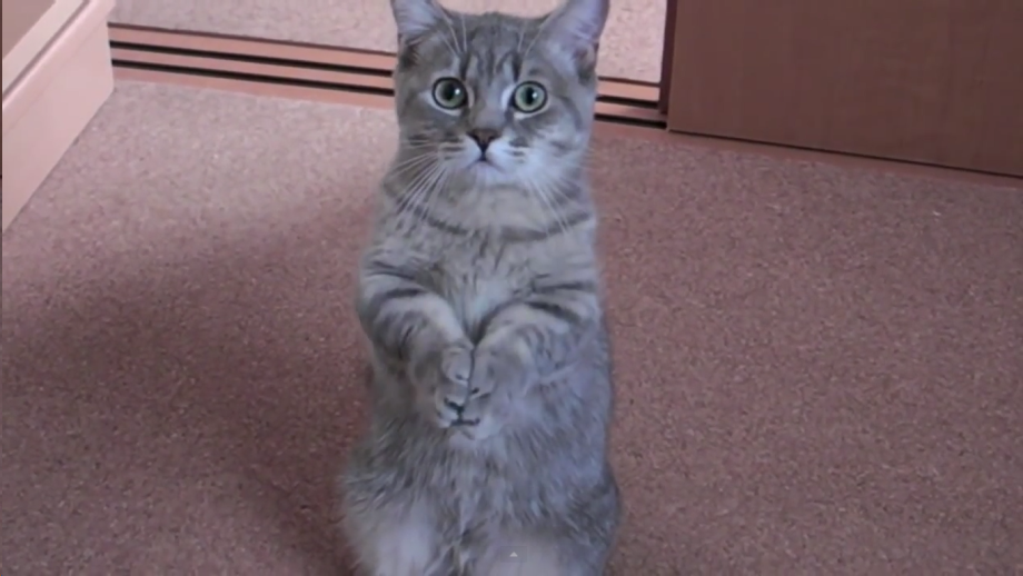Кот умоляет