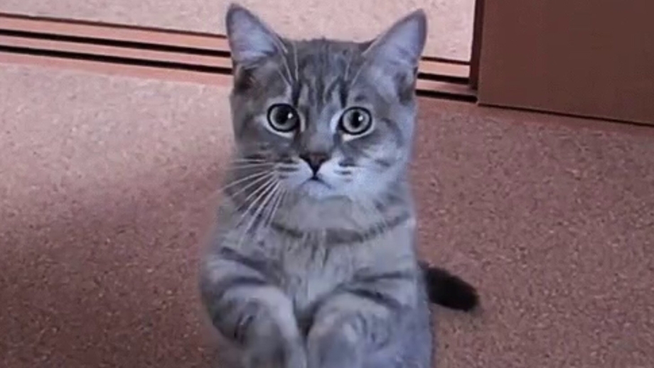 Котенок просит
