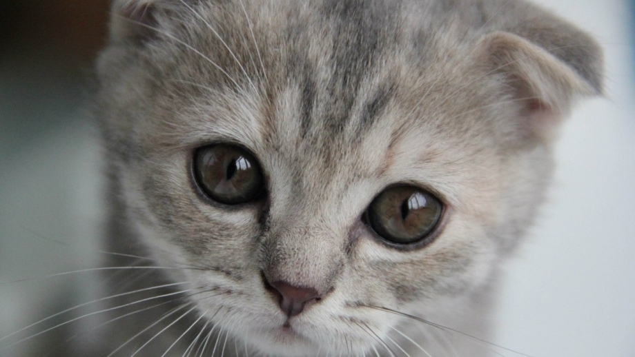 Котенок с жалобными глазами