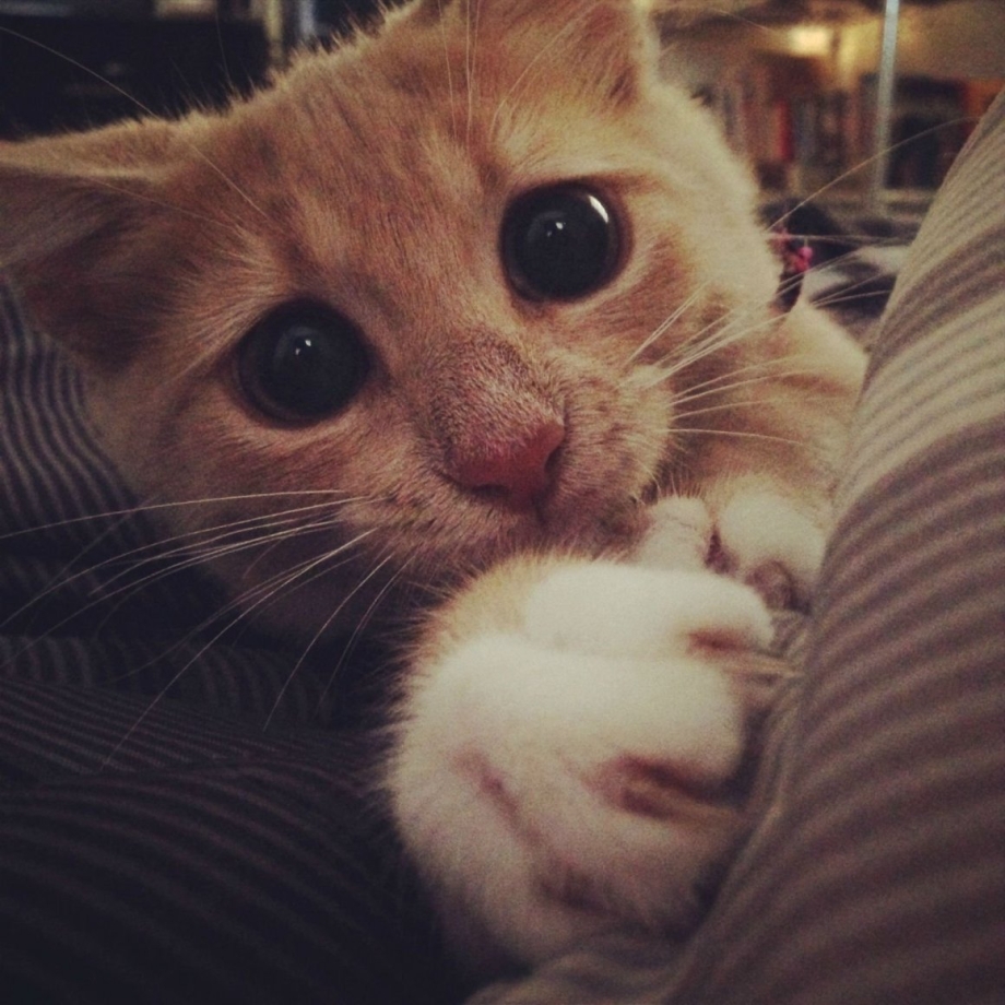 Умоляющий котик