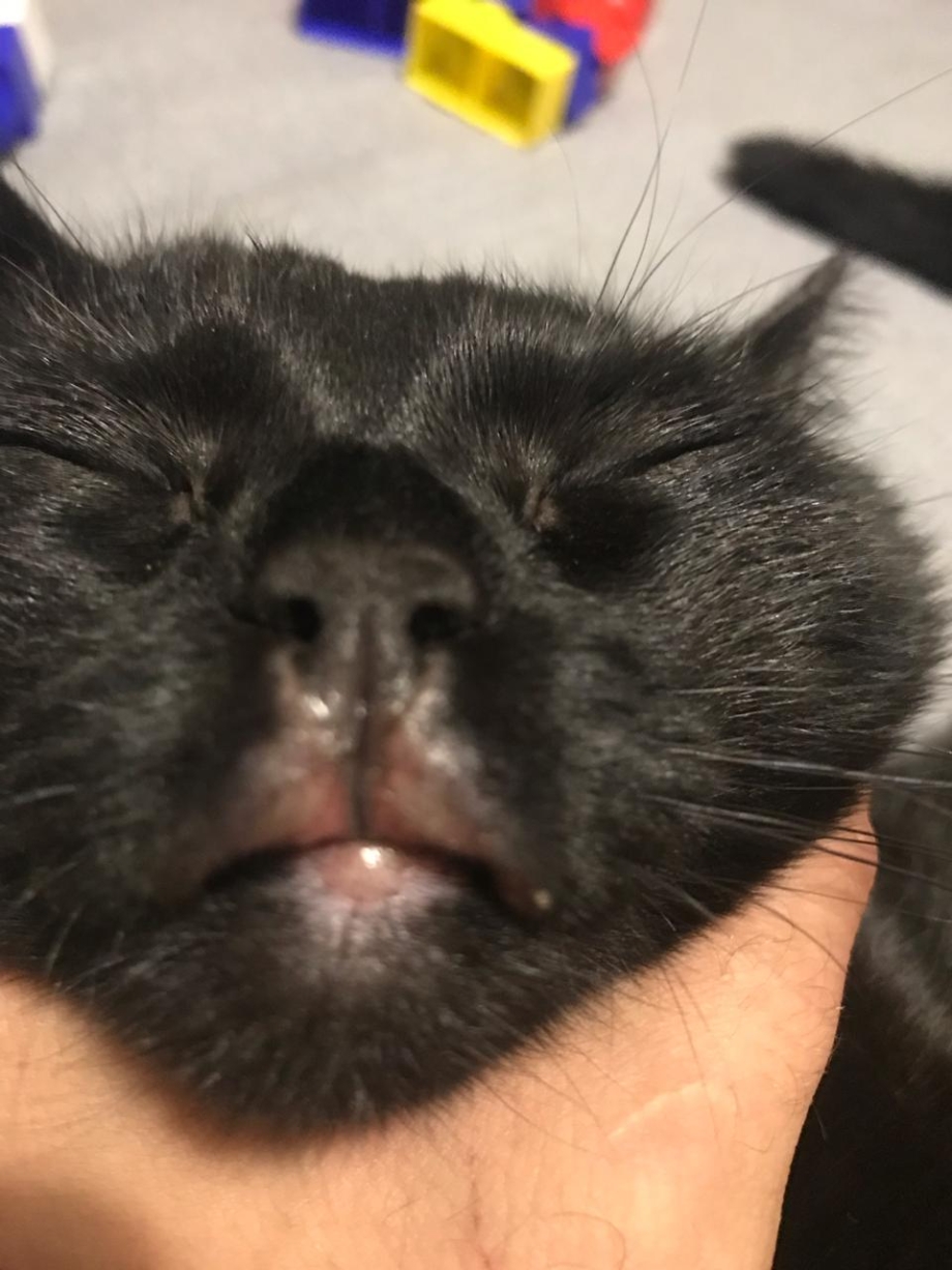 Прыщи на животе у котенка