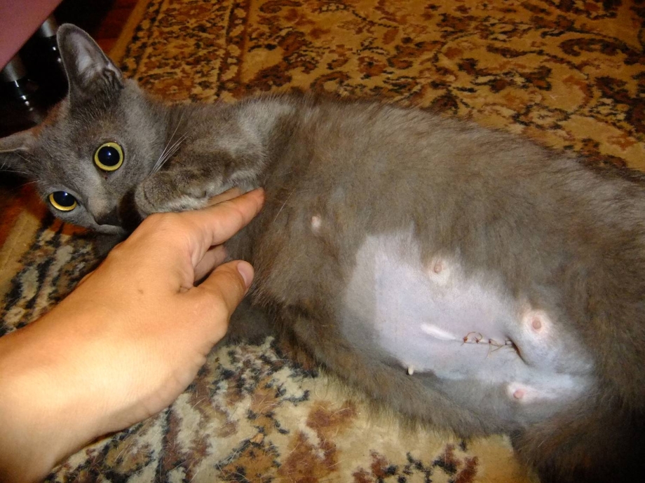 Воспаление сосков у кошек