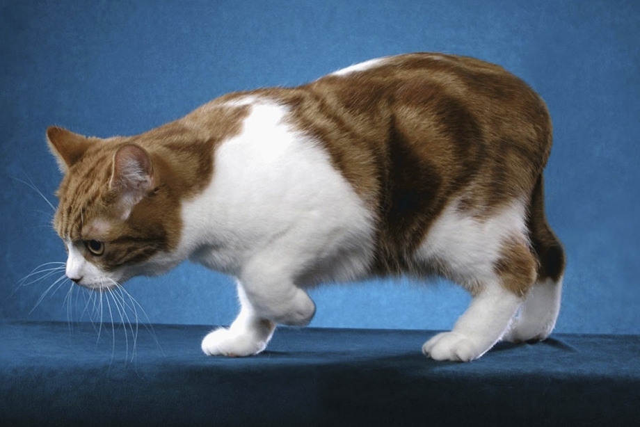 Коты Мэнкс бесхвостые
