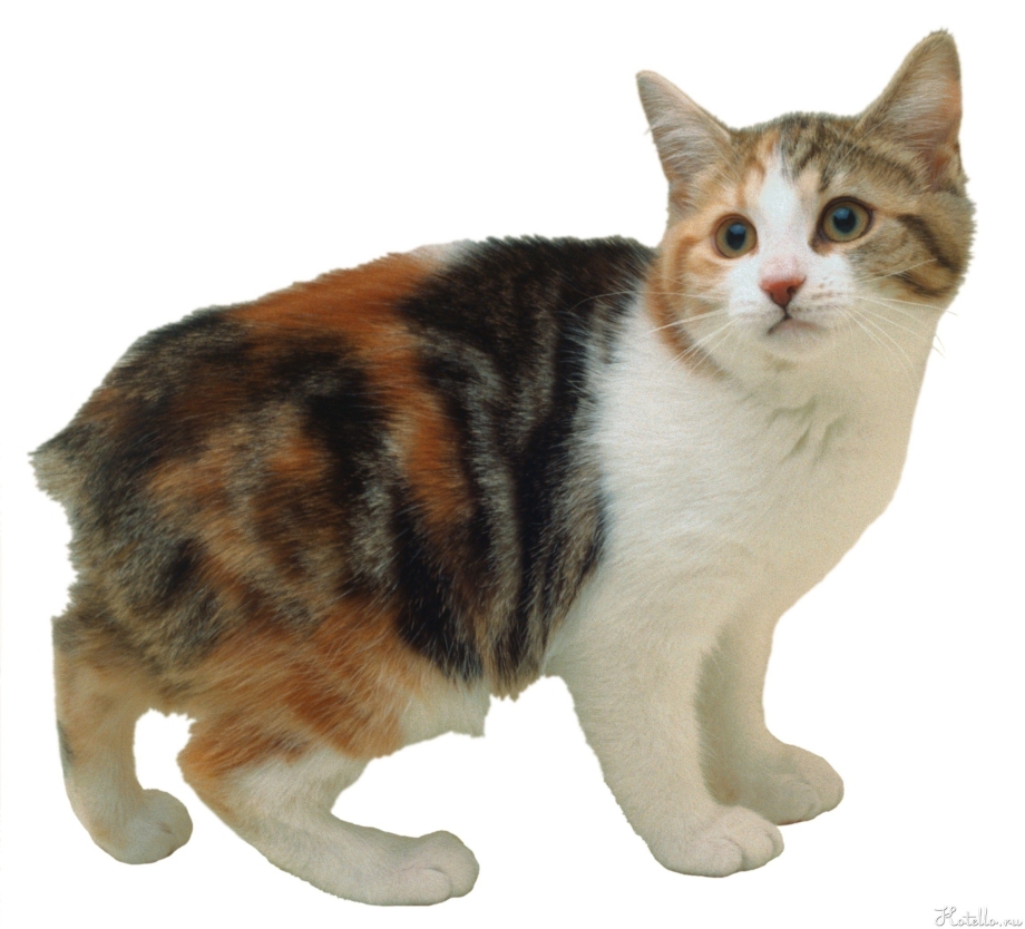 Мэнкс (Мэнская кошка)