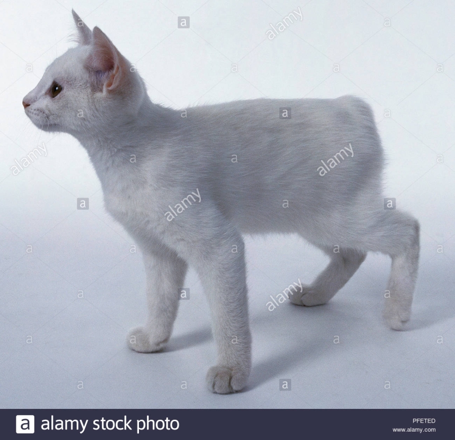 Мэнкс белый