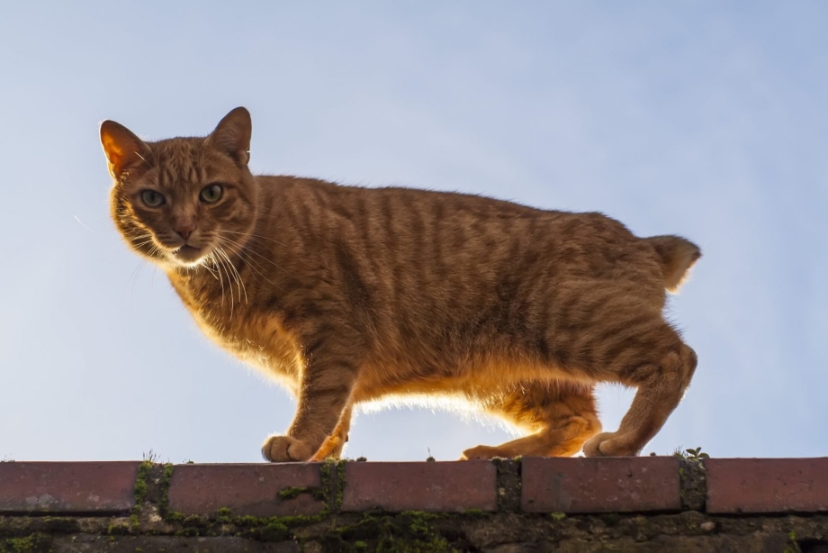 Мэнкс кошка