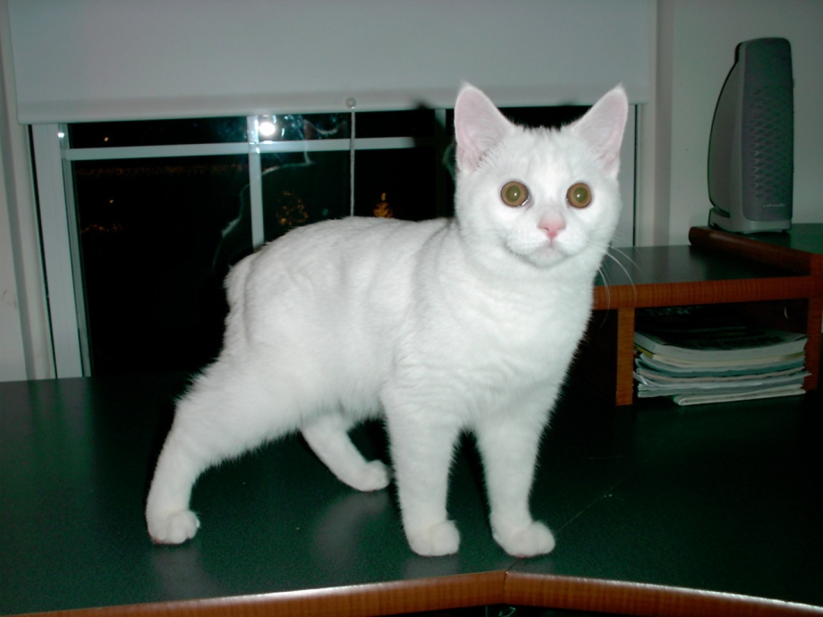 Котенок Мэнкс белый