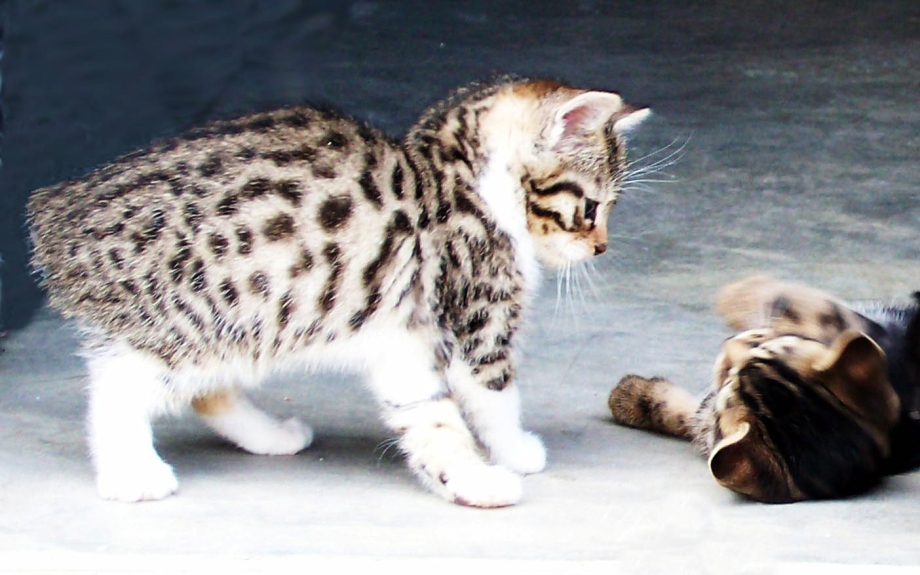 Мэнская кошка