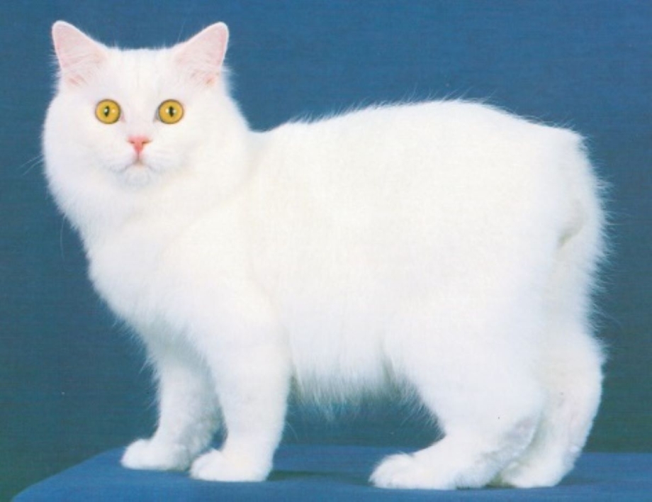 Кимрик кошка белая