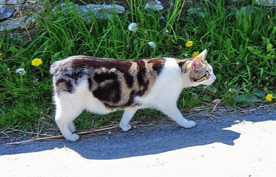 Мэнкс кошка