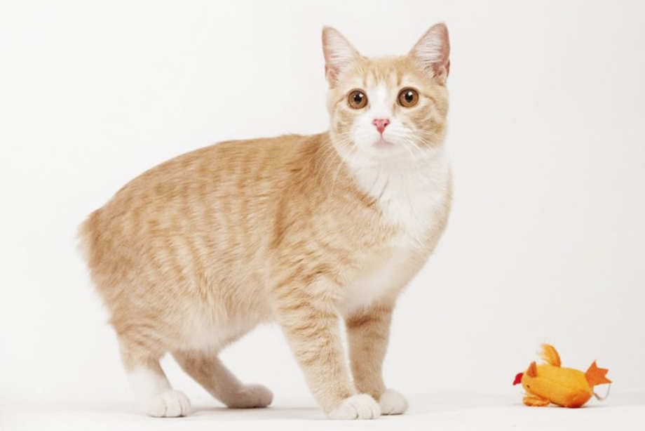 Мэнкс кошка рыже белые