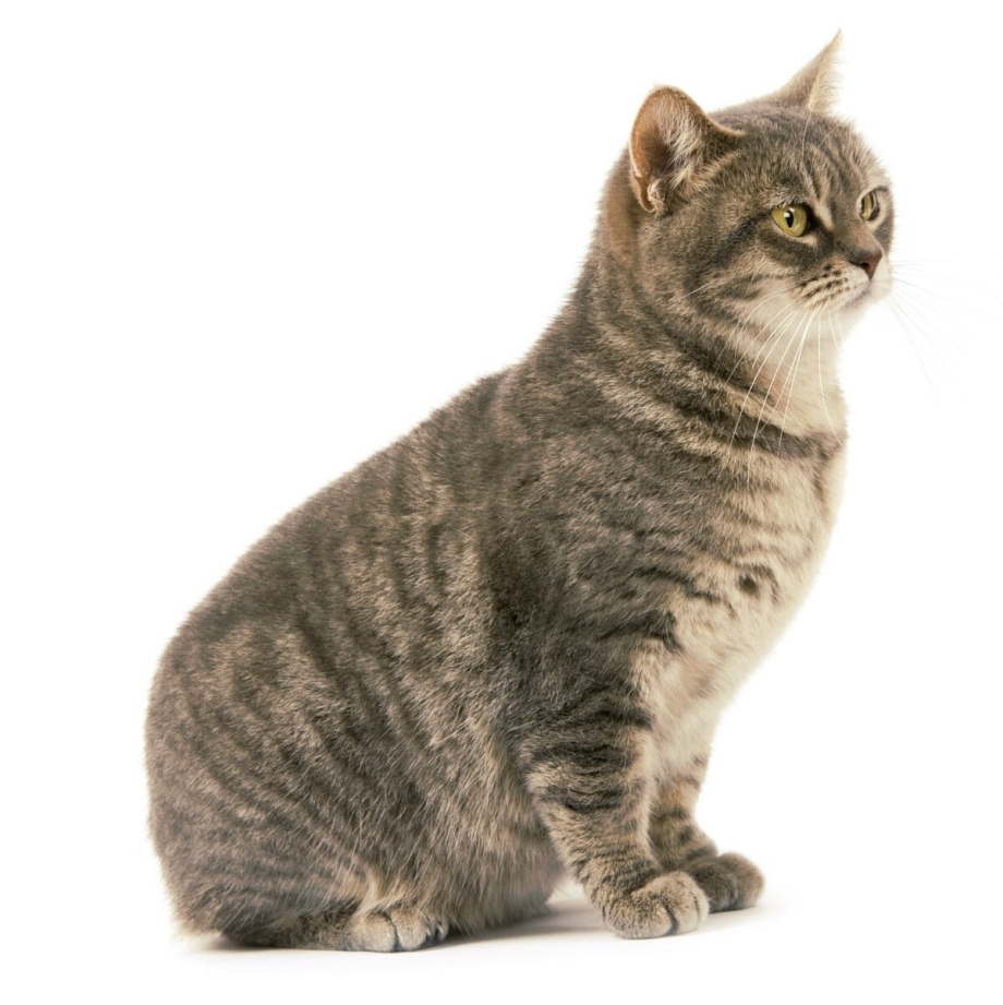 Кошки породы Мэнская бесхвостая