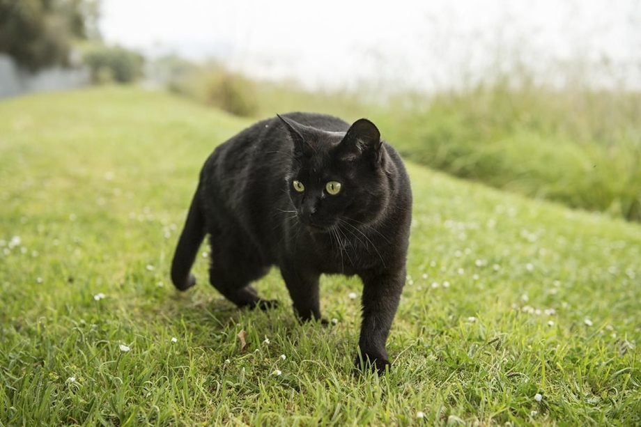 Черные коты