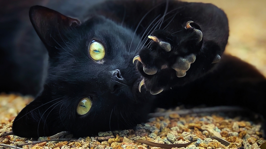 Шикарный черный кот