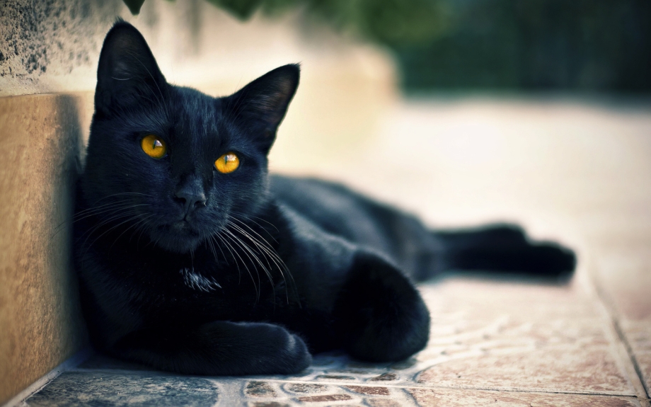 Американская короткошерстная кошка черная