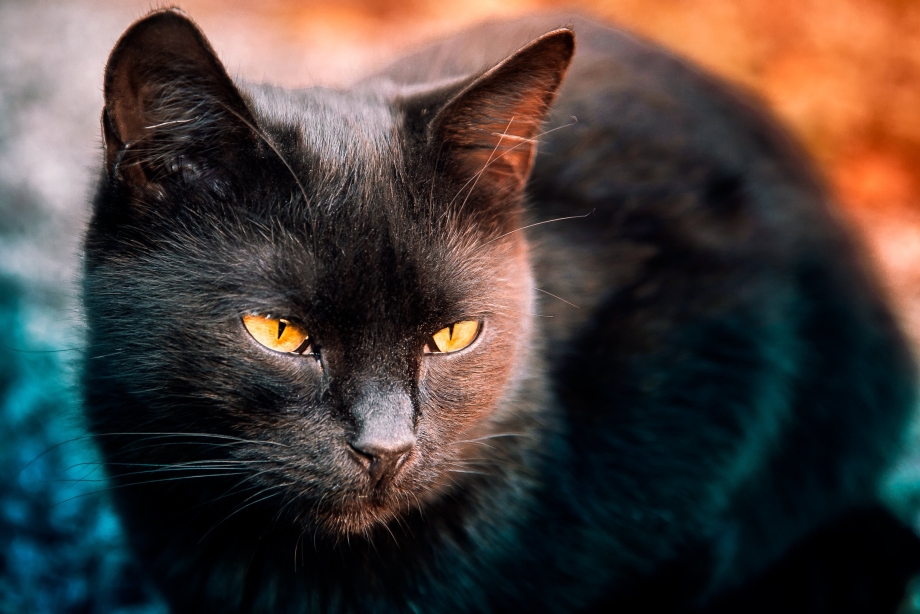Красивая черная кошка