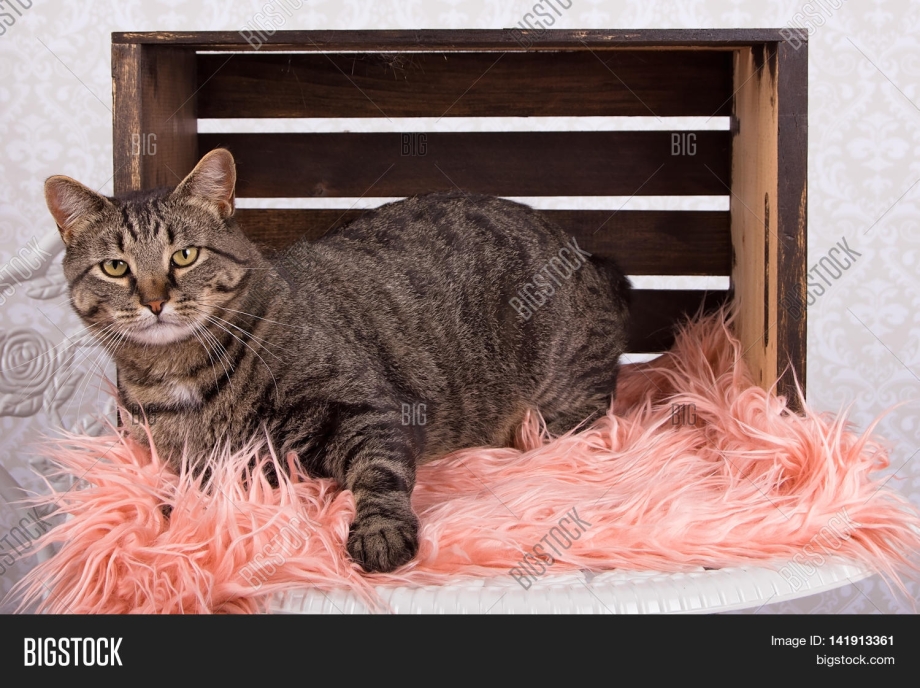 Костюм мэнские котята