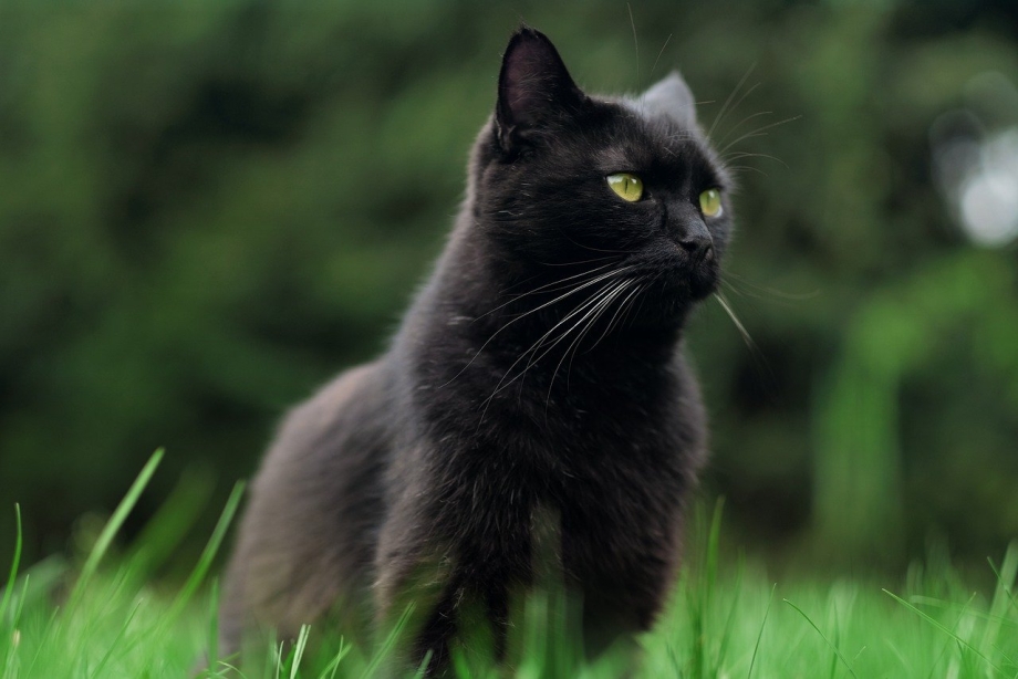 Black Cat Wallpaper